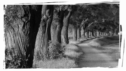 curva di viale alberato